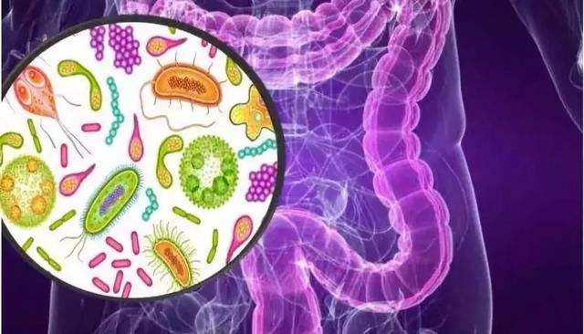 特定肠道细菌，或对超重或肥胖人群有益